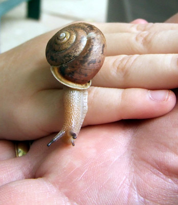 woodland snail 6
