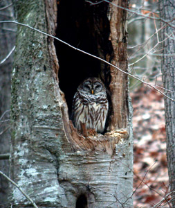 Barred owl in a beech tree by Michael Hodge