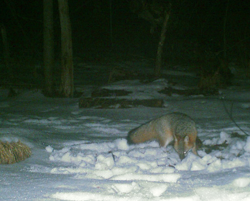 trail cam gray fox