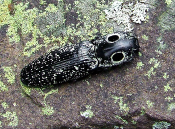 eyed elator click beetle eyed elator click beetle