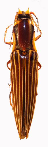 Semiotus marciae by Sam Wells Semiotus marciae by Sam Wells