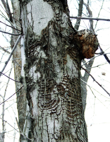 Even the burl on a young red maple is reddish-orange
