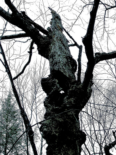 Gnarled husk of a dying maple