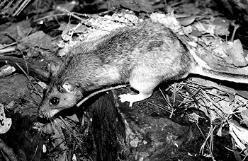 The Allegheny woodrat returns to his home after release