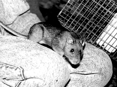 Male Allegheny woodrat posing on author's lap
