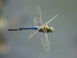 Common green darner by Ken Slade (TexasEagle on Flickr)