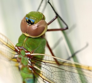 green darner close-up by Linda Rae Duchaine