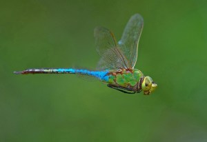green darner in flight by Jim McCulloch