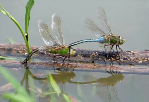 common green darners depositing eggs by Ken Slade