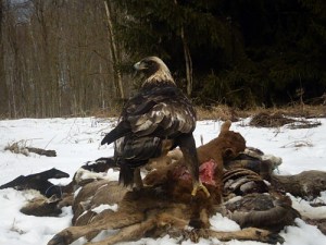 golden eagle on bait