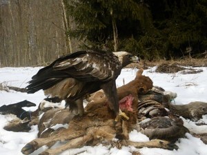 golden eagle on bait