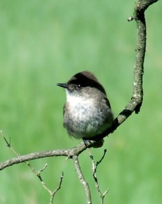 eastern phoebe on lilac branch