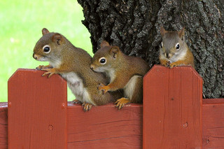 mother red squirrel with two of her young