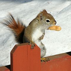 American red squirrel in winter with peanut