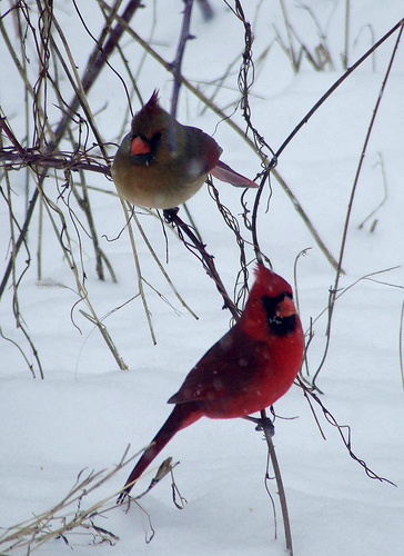 cardinal pair in a snowstorm