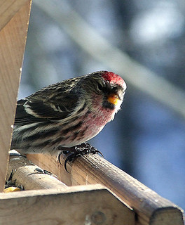 common redpoll