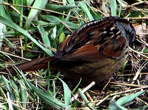 swamp sparrow