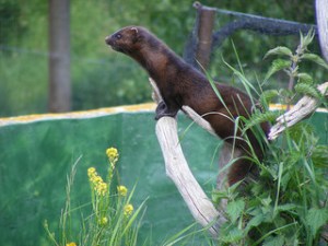 American mink at the British Wildlife Centre