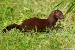 Mink chasing frogs in a lawn