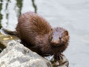 American mink by Chuck Homler