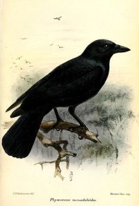 New Caledonian Crow painting by John Gerrard Keulemans