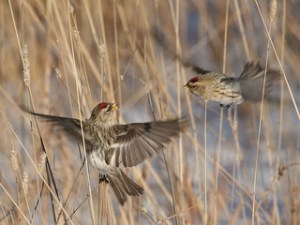 common redpolls in flight