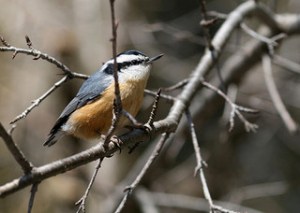 red-breasted nuthatch