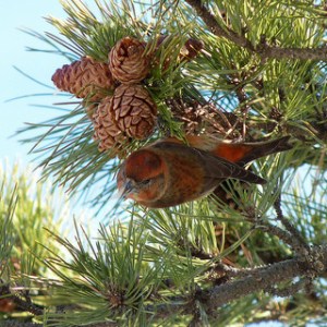 red crossbills
