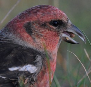 white-winged crossbill