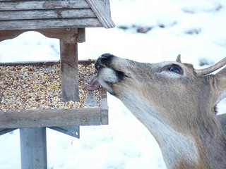 buck eating birdseed