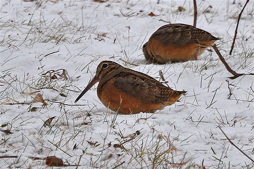 Woodcock at Ninigret National Wildlife Refuge