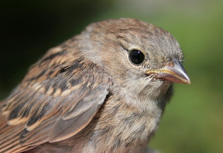 Field sparrow fledgling by Seabrooke Leckie