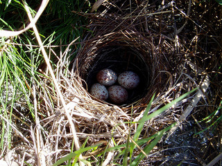field sparrow nest by Mike Allen