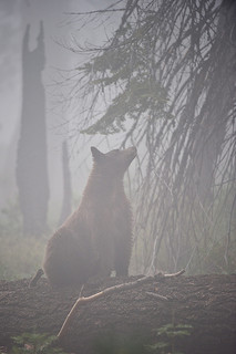 Black bear enjoying a foggy day by Howard Ignatius