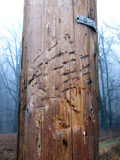 black bear-marked power pole in Plummer's Hollow