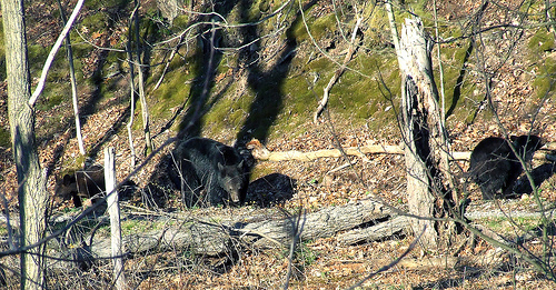 Black bear mother with cubs in Plummer's Hollow