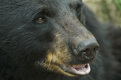 Ursus americanus close up