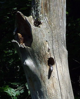 a black rat snake in a flicker hole, just after eating the nestlings