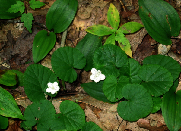 Dalibarda (dewdrops) in bloom along Green Srpings Trail (photo: Bruce Bonta)