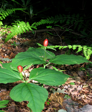 painted trillium fruit along Green Springs Trail (photo: Bruce Bonta)