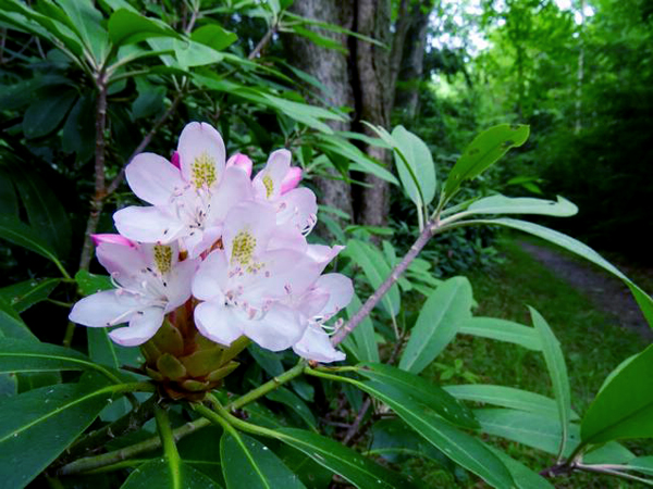 Rhododendron along Green Springs Trail (photo: Stan Kotala)