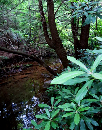 Tub Run from the trail (photo: Stan Kotala)