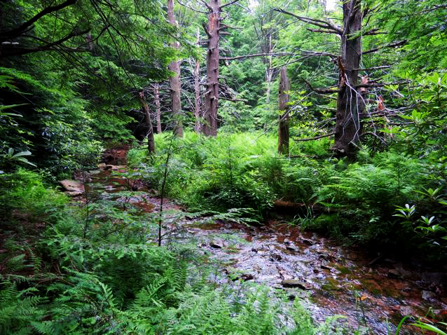 A view of the stream from Green Springs Trail (photo: Stan Kotala)