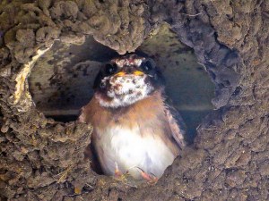 Cliff swallow chick by  Richard Griffin