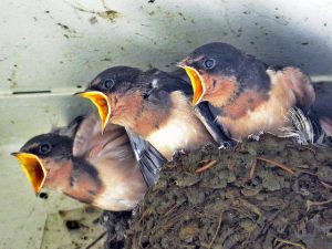 Cliff swallow chicks by Richard Griffin