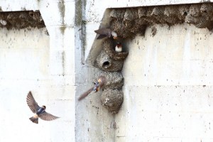 Cliff swallow colony by  Don McCullough