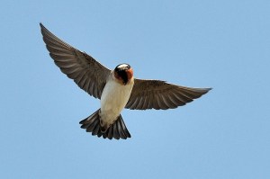 Cliff swallow in flight by Don DeBold