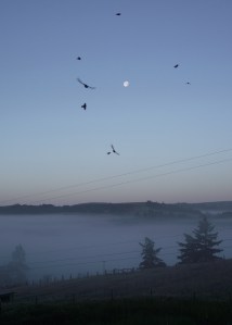 Cliff swallows and moon by Terrie Schweitzer