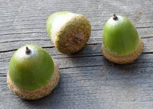 northern red oak (Quercus rubra) acorns by free photos & art