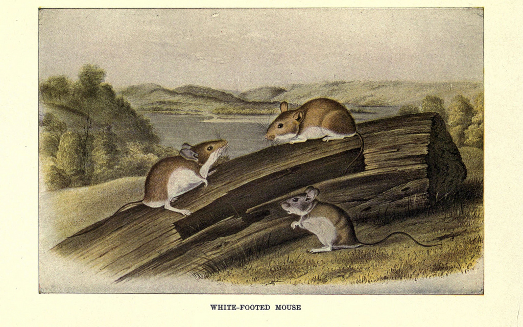 White-footed mouse from Squirrels and Other Fur-Bearers
